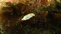 050 Doris diaphane (Diaphorodoris luteocincta)